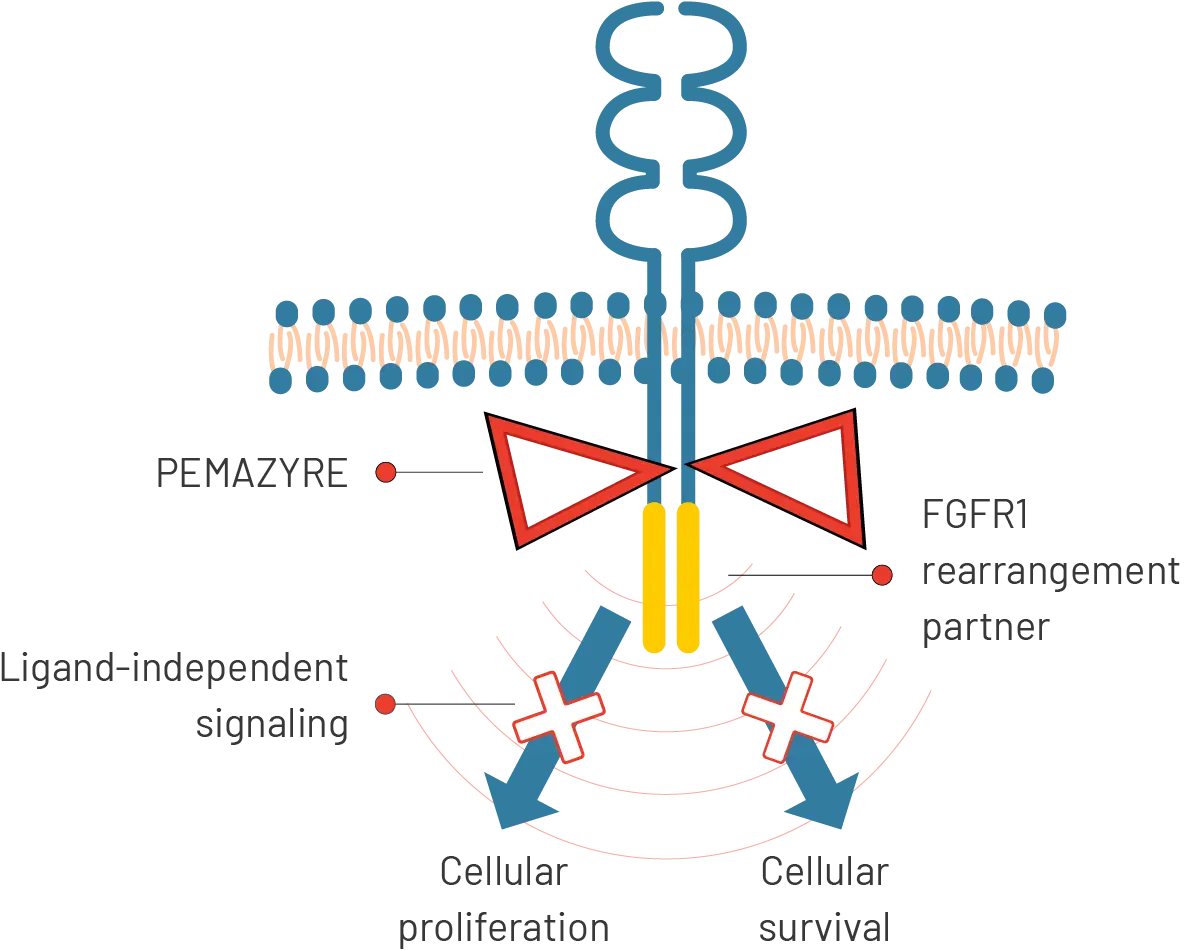 Graphic of PEMAZYRE inhibiting FGFR kinase activity, which may decrease tumor cell proliferation and survival in FGFR-driven tumors