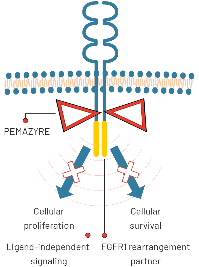 Graphic of PEMAZYRE inhibiting FGFR kinase activity, which may decrease tumor cell proliferation and survival in FGFR-driven tumors