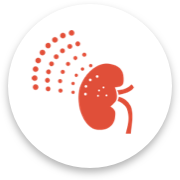 Kidney icon