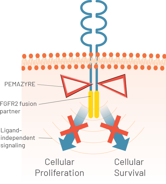 Image showing PEMAZYRE inhibits FGFR2 kinase activity, which may decrease tumor cell proliferation and survival in FGFR-driven tumors